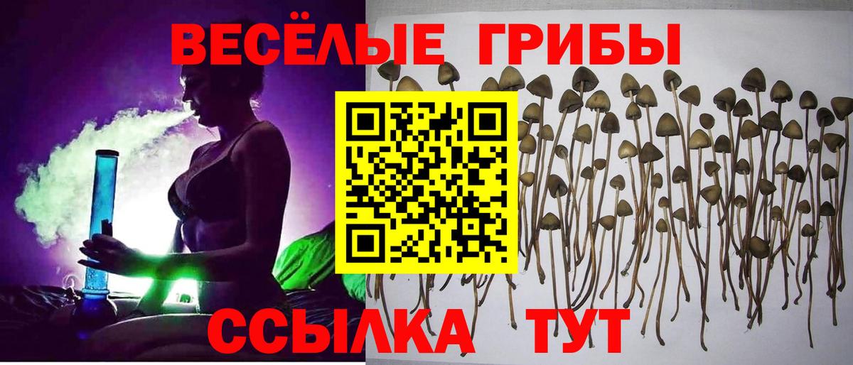 Галлюциногенные грибы Psilocybine cubensis Заводоуковск
